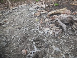 Mantan Kepala Desa Temuireng Mojokerto Sudrajad Diduga Membuang Limbah Pabrik Sembrangan Demi Keuntungan Diri Sendiri