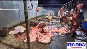 Tak Hanya Jabat sebagai Kapolsek Kedamean Polres Gresik SHR, Diduga Gudang Miliknya Beroperasi Tempat Pemotongan Sapi Betina