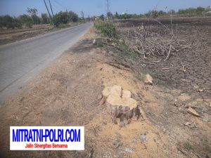 Oknum Perangkat Desa Cermen Lerek Kecamatan Kedamean Diduga Babat Habis Pohon Jati Abaikan Perbup Gresik Nomor 44 Tahun 2021