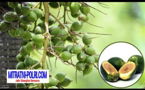 Kisah Inspiratif Mama Yube, Penjual Pinang yang Berhasil Mengantarkan Anak Menuju Kesuksesan di Sanoba Nabire