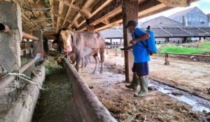 Meskipun Wabah PMK Menyerang, Peternak Sapi di Surabaya Tetap Percaya Diri Datangkan Sapi Dari Luar Kota