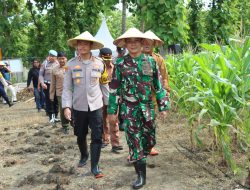 Komitmen Dukung Swasembada Pangan, Polres Gresik Tanam Jagung di Panceng