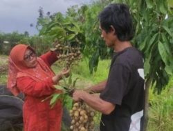 Destinasi Asri, Wisata Petik Kelengkeng Sidoarjo Jawa Timur
