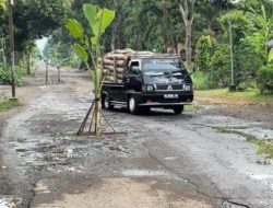 Jalan Rusak Parah tak Kunjung Diperbaiki , Jalan Wonoanti Gandusari Trenggalek Akhirnya Ditanami Pohon Pisang