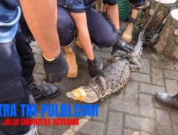 Warga Pacitan Mancing di Sungai Grindulu Malah Dapat Buaya