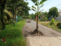 WARGA DUSUN YUDOMULYO DESA RINGENTELU KECAMTAN BANGOREJO BANYUWANGI GERAM JALAN RUSAK DI TANAMI POHON PISANG