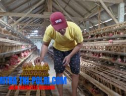 Harga Telur Naik, Kandang Peternak di Ponorogo Diburu Pembeli