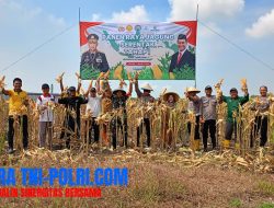 Panen Raya Jagung di Desa Karangandong, Driyorejo: Wujud Nyata Sinergi untuk Ketahanan Pangan di Gresik