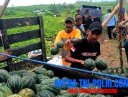 Petani Blewah di Lamongan Omset Melejit saat romadhon 1446 H