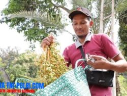 Warga Ponorogo Bagikan Kurma Muda untuk Pasutri Program Hamil