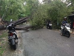 Pohon Asam Besar Tumbang Menimpa Tiga Warung