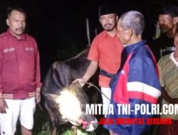 Berkat Jejak Kaki, Sapi yang Dicuri Berhasil Berhasil Ditemukan