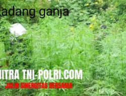 Ladang Ganja, 59 Titik Ditemukan di Area TNBTS Melalui Bantuan Drone
