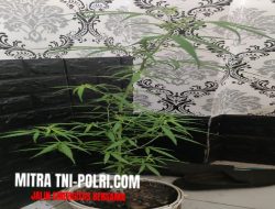 13 Pohon Ganja Berhasil Diamankan Pihak Kepolisian di Rumah Warga di Gadukan Timur, Surabaya