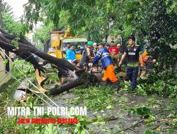 Hujan Angin di Surabaya, 6 Pohon Tumbang dan 1 Orang Luka