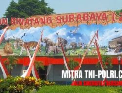 Hari Kedua Lebaran, Ribuan Wisatawan Mulai Serbu ( KBS ) Kebun Binatang Surabaya.