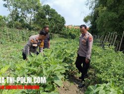 Kegiatan Monitoring Pekarangan Pangan Bergizi dalam Upaya Ketahanan Pangan Bersama Kapolsek Sukodadi dan Kanit Binmas
