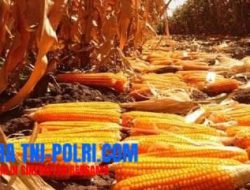 Harapkan Pemerintah Lebih Peduli Nasib MerekaPetani Jagung Lombok Timur NTB