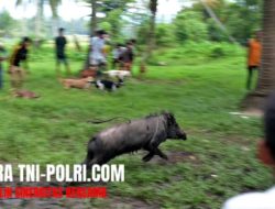Pasutri di Jember Asyik Mandi Bareng Disungai Tiba tiba Diseruduk Babi Hutan