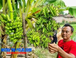 Heboh! Pohon Pisang di Ponorogo Berbuah 6 Tandan Sekaligus