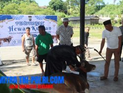 Polda Papua Tengah dan Polres Nabire Gelar Penyembelihan Hewan Kurban Sambut Idul Adha 1446 H