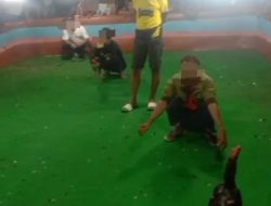 Sangat Disayangkan Denpom dan Polres Lamongan Tidak Menindak Tegas Adanya Arena Sabung 303 Wilayahnya