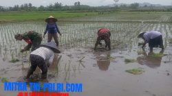Babinsa Jatitengah Dampingi Petani Tanam Padi Inpari 32, Dukung Ketahanan Pangan Nasional
