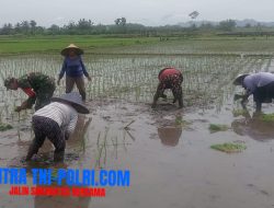 Babinsa Jatitengah Dampingi Petani Tanam Padi Inpari 32, Dukung Ketahanan Pangan Nasional