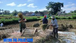 Babinsa Penataran Dampingi Panen Padi, Ajak Petani Optimalkan Ketersediaan Air Untuk Tanam Kembali