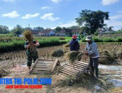 Babinsa Penataran Dampingi Panen Padi, Ajak Petani Optimalkan Ketersediaan Air Untuk Tanam Kembali