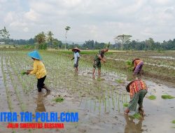 Babinsa Tegalrejo Dampingi Petani Tanam Padi Di Musim Tanam Kedua