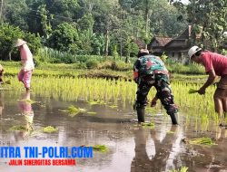 Babinsa Desa Jimbe Dampingi Petani Musim Kedua Tanam Padi di Kademangan Blitar