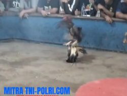 303 Perjudian Sabung Ayam di Bantar Menduran Grobogan Diduga Dibekingi Oknum, Bebas Beroperasi Tanpa Sentuhan Hukum
