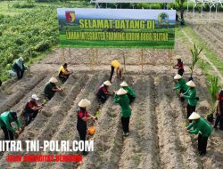 Kodim 0808 Blitar Siap Pematangan Lahan Tanam Bibit Dilahan Integrated Farming Desa Dandong