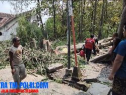 Tukang Tebang Pohon Tewas Tertimpa Randu di Kota Mojokerto