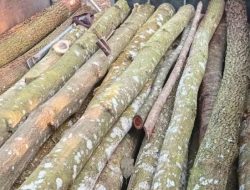 Skandal Penebangan Liar Perhutani Hutan Lebak Rusak dan Dugaan Keterlibatan Oknum Dinas