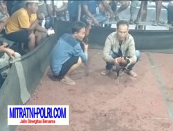 Woi! Polisi Kemana Judi Sabung Ayam di Dekat Polres Katingan Warga Berharap Penegak Hukum Bertindak