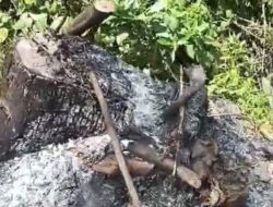 Bersurat ke Presiden Prabowo, Pohon Jati di Hutan Lindung Pandanharum Dibabat