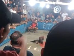 303 Judi Sambung Ayam di Grobogan lagi Ngetren,Aktivitas Sering Kali Dijadikan Status whatsApp Seolah Menantang APH.
