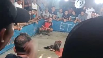303 Judi Sambung Ayam di Grobogan lagi Ngetren,Aktivitas Sering Kali Dijadikan Status whatsApp Seolah Menantang APH.