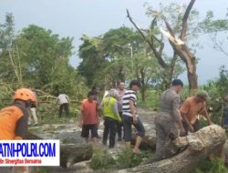 Angin Kencang, Enam Pohon Tumbang Timpa Warkop dan Yamaha Mio