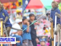 Beresiko Sebarkan Penyakit Zoonosis, Atraksi Topeng Monyet di Banyuwangi Dikecam