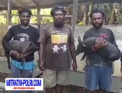 Sentuhan Presiden Prabowo di Tanah Adat, Menumbuhkan Kemandirian Lewat Budaya Beternak