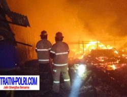 Sijago Merah Lalap Kandang Ayam di Kabupaten Probolinggo