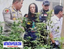 Dikira Rumah Kosong Bertahun – Tahun  Desa Mojongapit Digegerkan Polres Jombang  Gerebek Greenhouse Ganja 